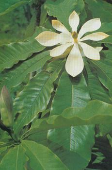 Magnolia Officinalis seeds RAJANIANA PLANT FLOWER SEEDS